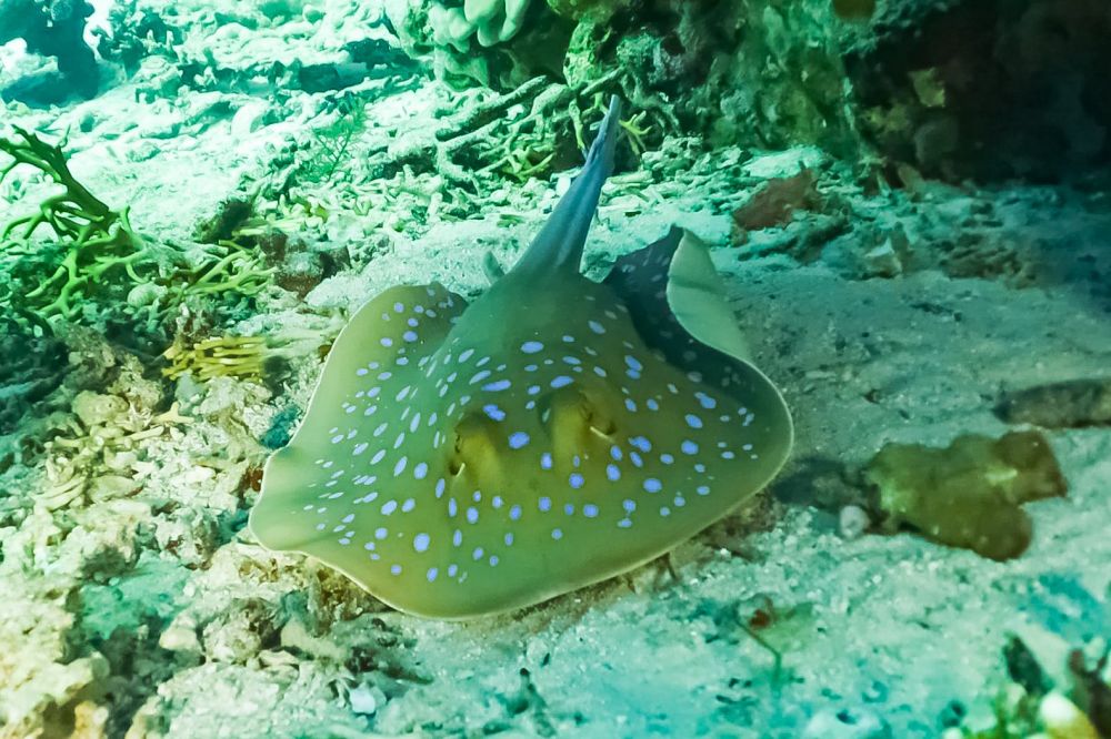 Blue Spotted Ray - Egypt 2026